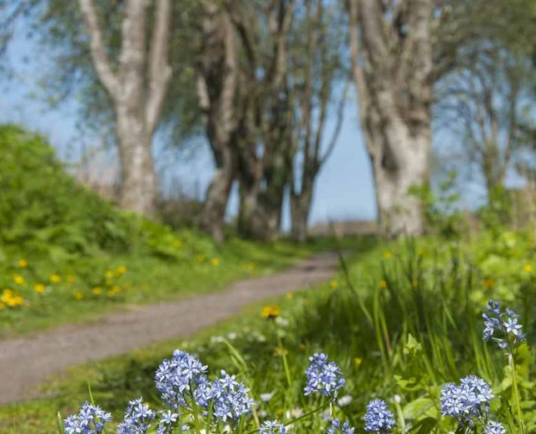 Blå forårsblomster ved den grønne kløversti og kærlighedsstien i Otterup