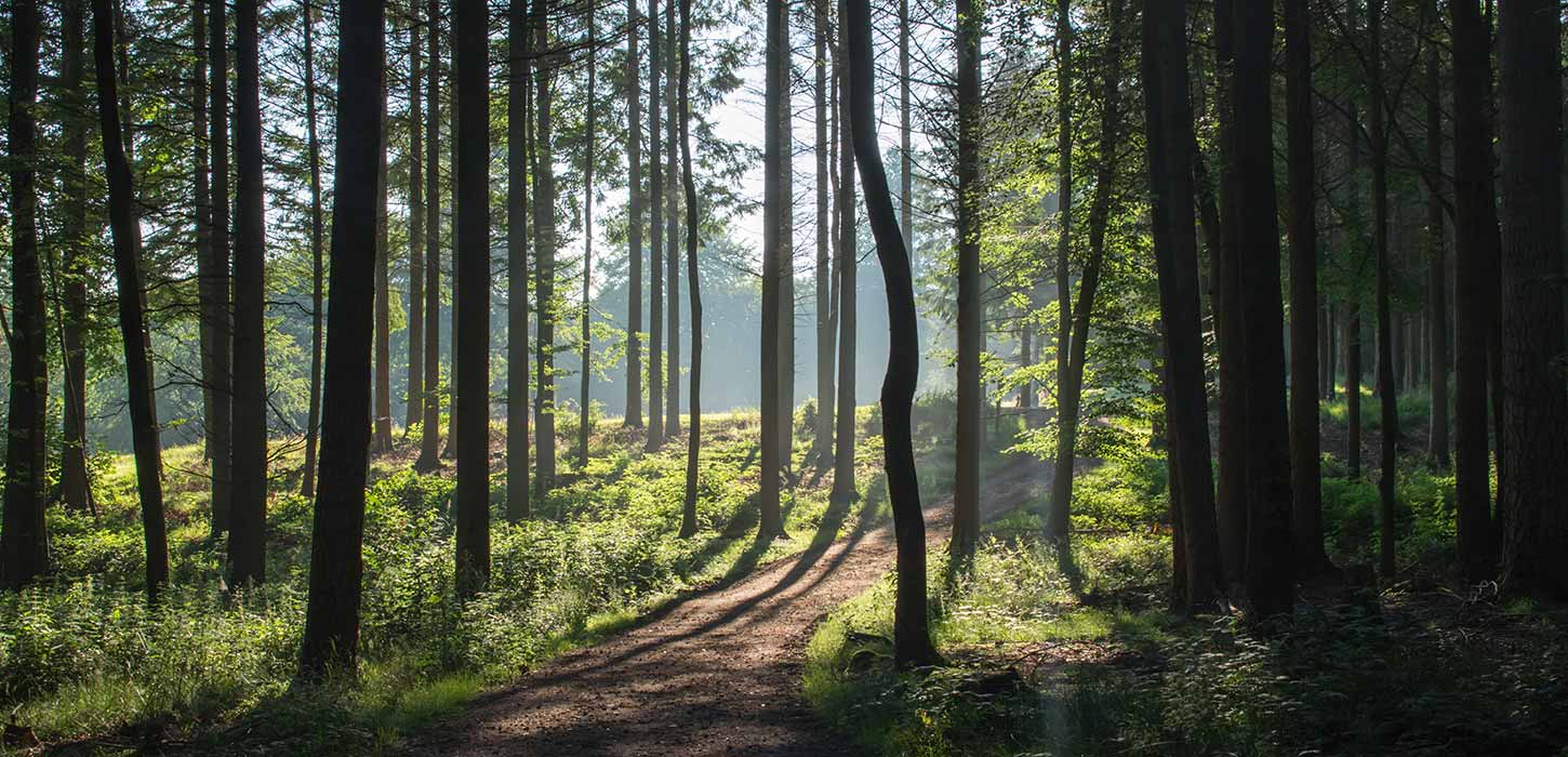 Langesøwälder