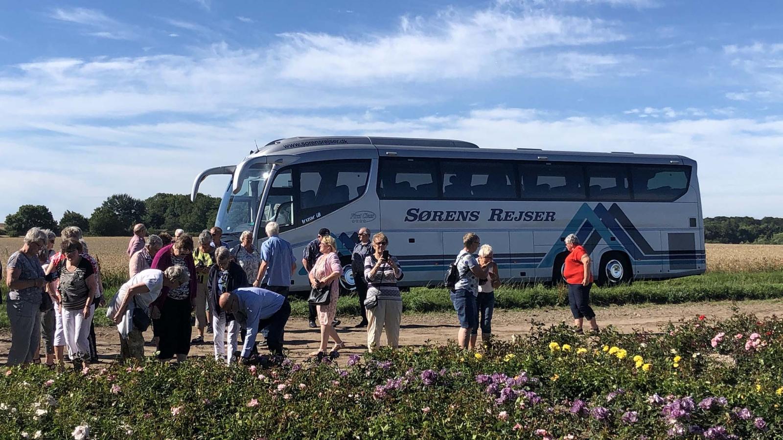 Bus på Nordfyn til Rosenfestival