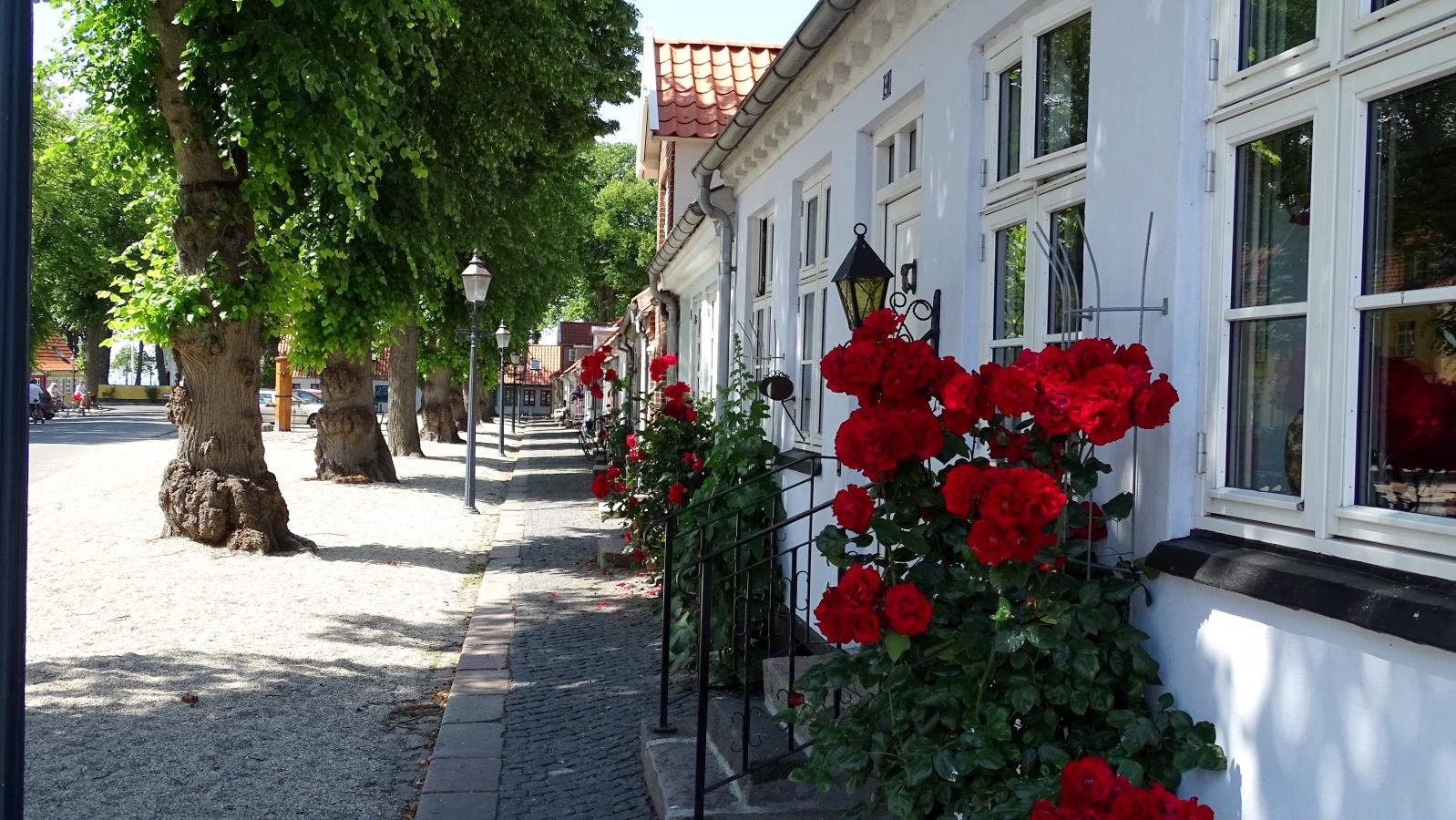 Torvet i Bogense by med roser op ad muren på husene