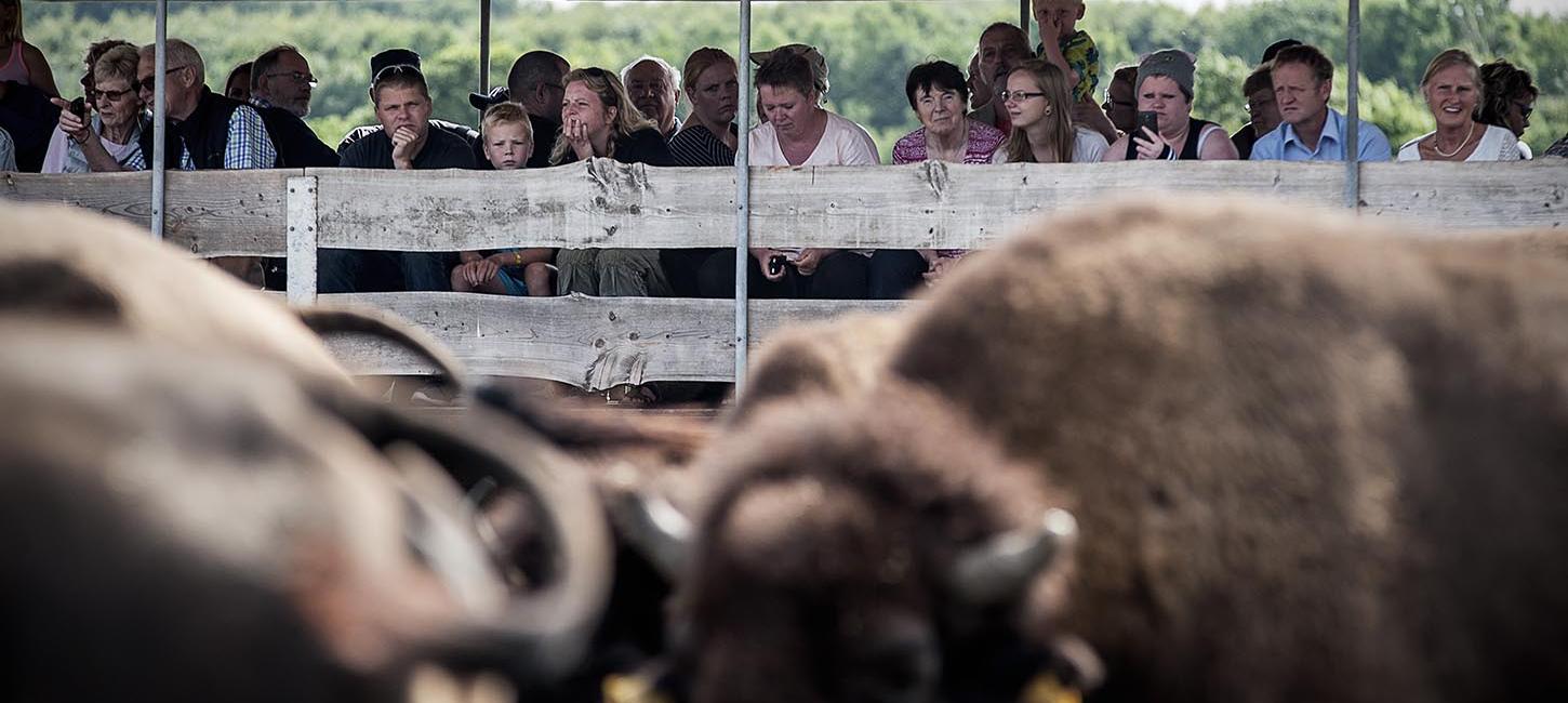 Besøg Ditlevsdal Bison Farm