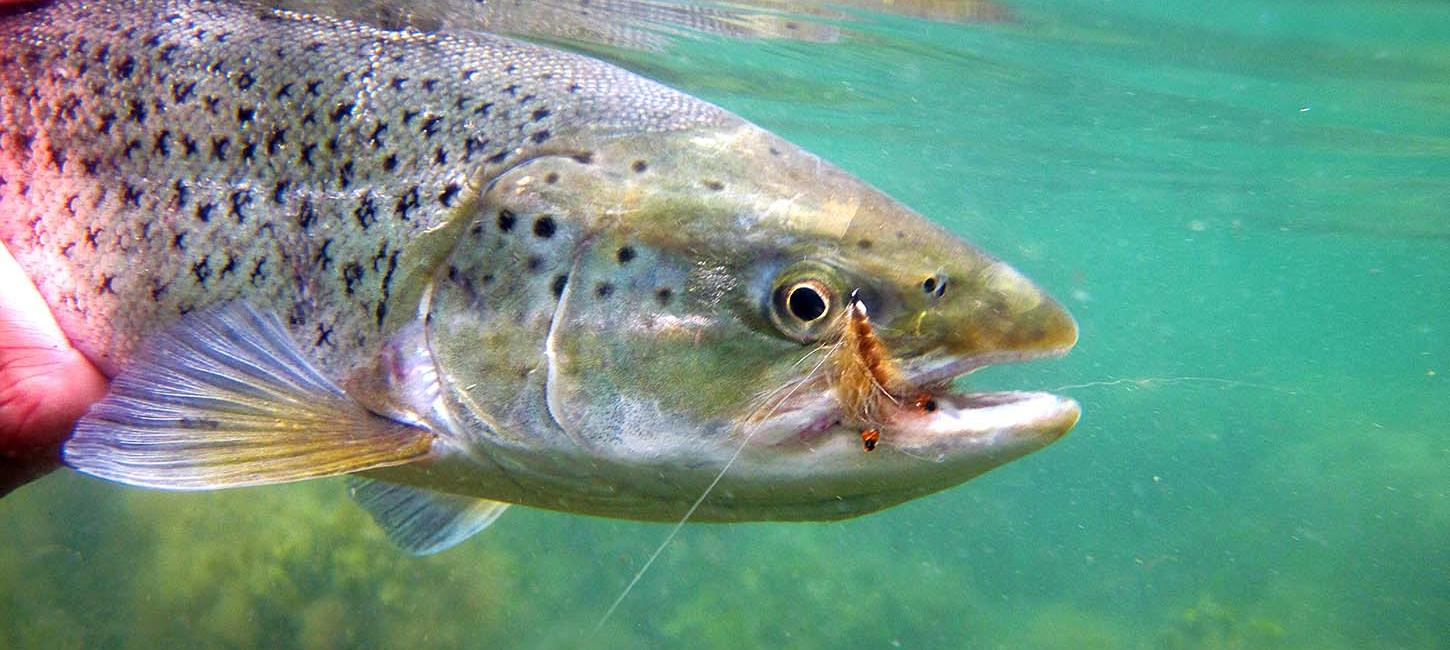 Fiskepladser og havørreder på Nordfyn