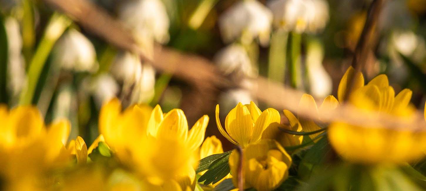 Easter flowers