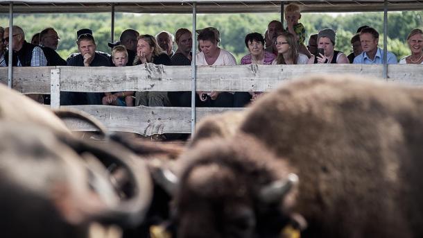 Besøg Ditlevsdal Bison Farm