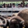 Besøg Ditlevsdal Bison Farm