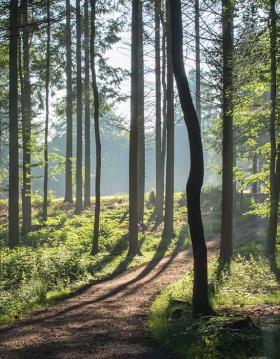 Langesø Woods