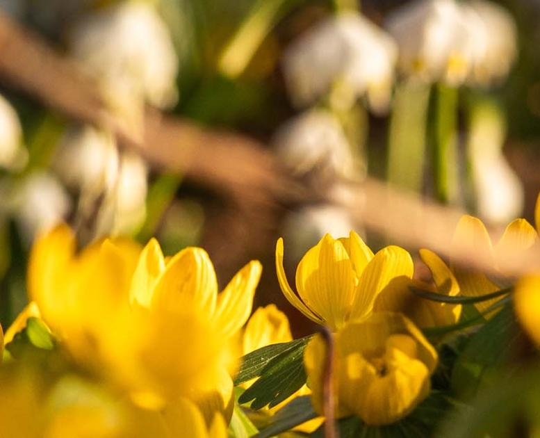 Easter flowers