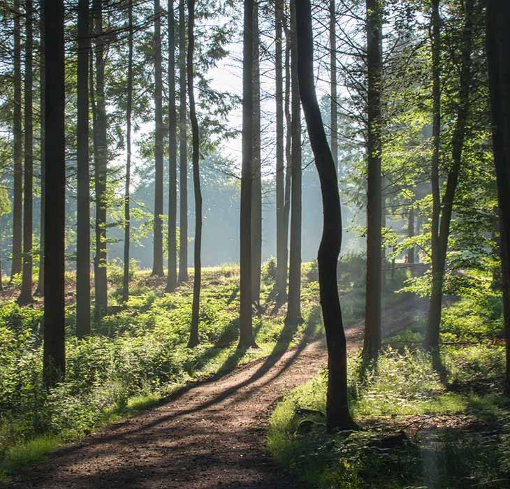Langesø Woods