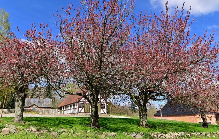 Forår ved Langesø med træer